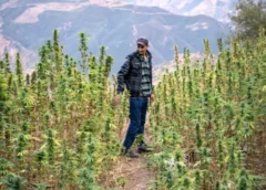 Marruecos multiplica por 14 su producción legal de cannabis